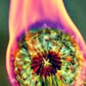 Meet your Posher, Autumn